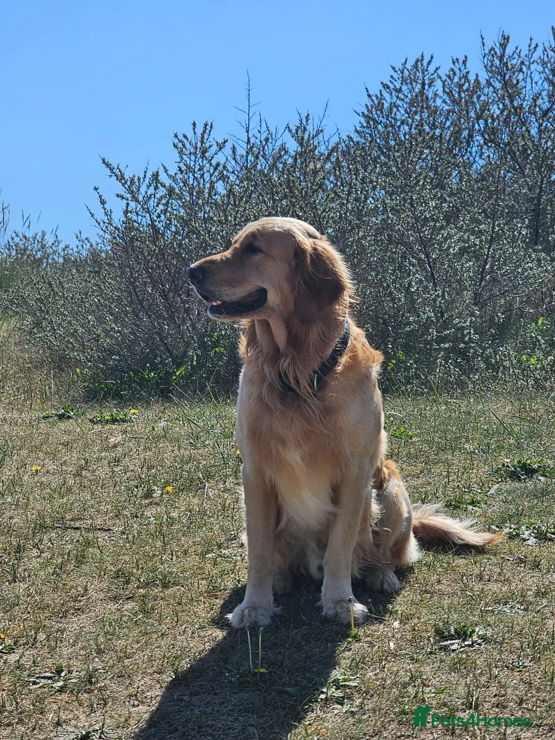 Golden Retriever dogs for stud: KC Registered Golden Retriever Stud Dog DNA Tested - Advert 1