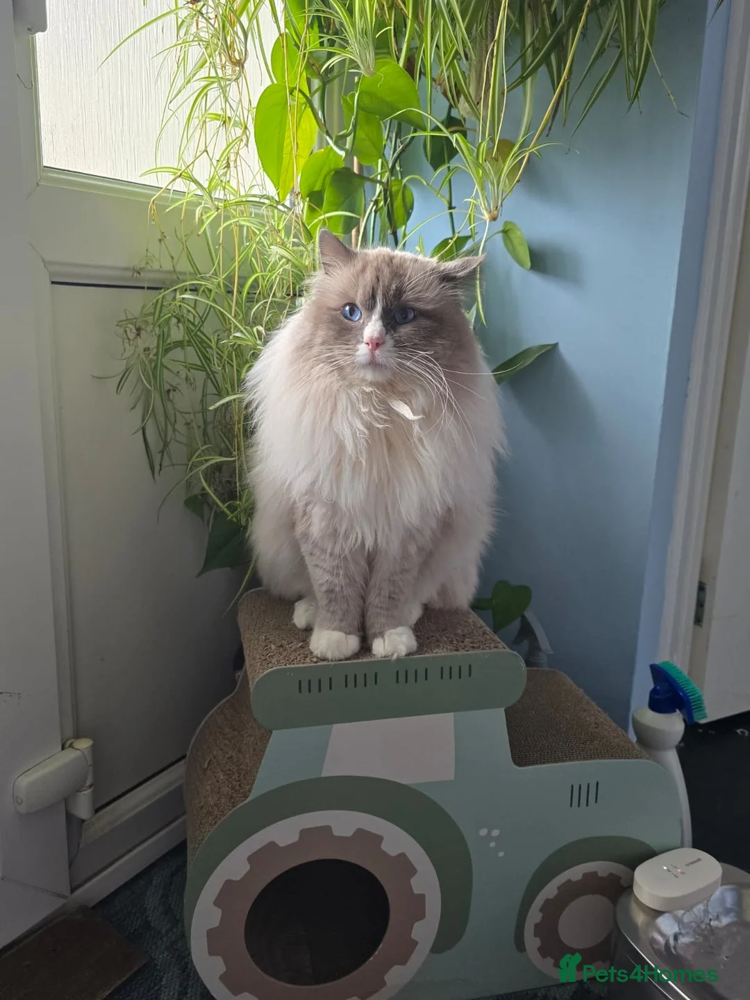 Ragdoll cats for stud: Paddington  - Advert 1