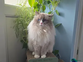 Ragdoll cats Paddington - Advert 5