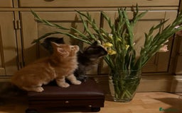 Maine Coon cats for sale: PURE BREED MAINE COON KITTENS - Image 7