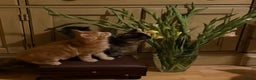 Maine Coon cats for sale: PURE BREED MAINE COON KITTENS - Advert 7