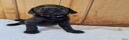 Labrador Retriever dogs for sale: Gorgeous Black Labrador Puppies - Advert 6