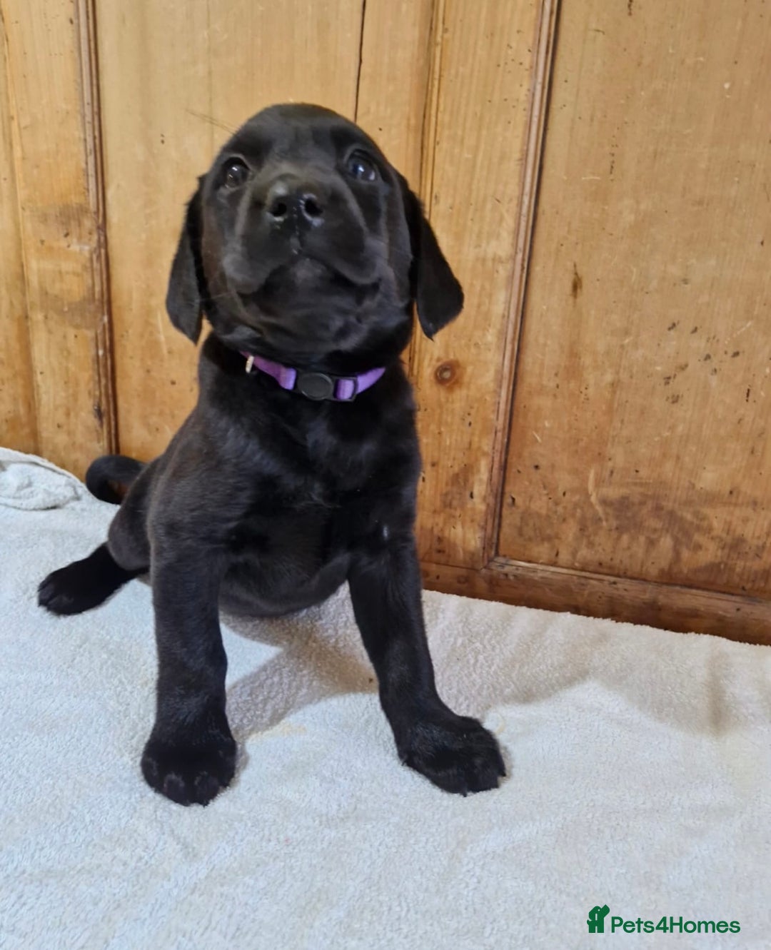 Labrador Retriever dogs for sale: Gorgeous Black Labrador Puppies - Advert 6