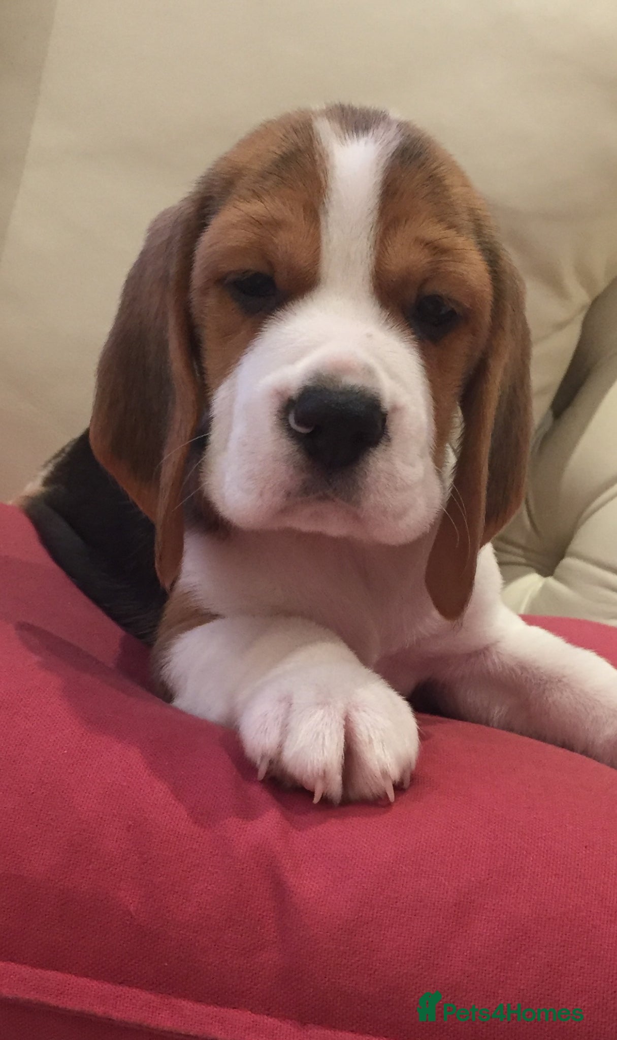 Beagle dogs Kc registered,,,  show winning beagles  - Advert 5