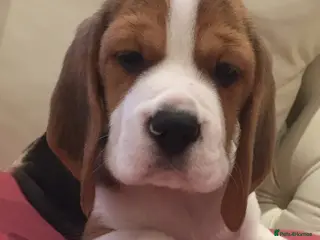 Beagle dogs Kc registered,,, show winning beagles - Advert 5