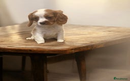 Cavalier King Charles Spaniel dogs for sale: Ready now Kennel club dna  clear cavalier puppies  - Image 9