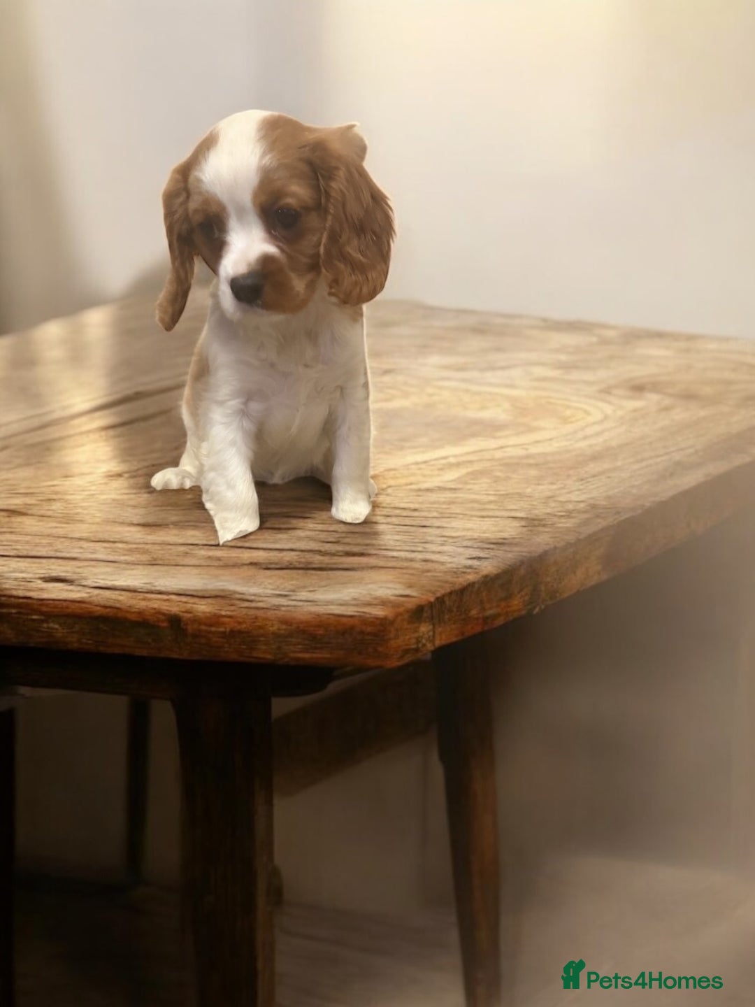 Cavalier King Charles Spaniel dogs for sale: Ready now Kennel club dna  clear cavalier puppies  - Image 9