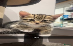 Mixed Breed cats for sale: 3 kittens urgently looking for new home  - Image 12