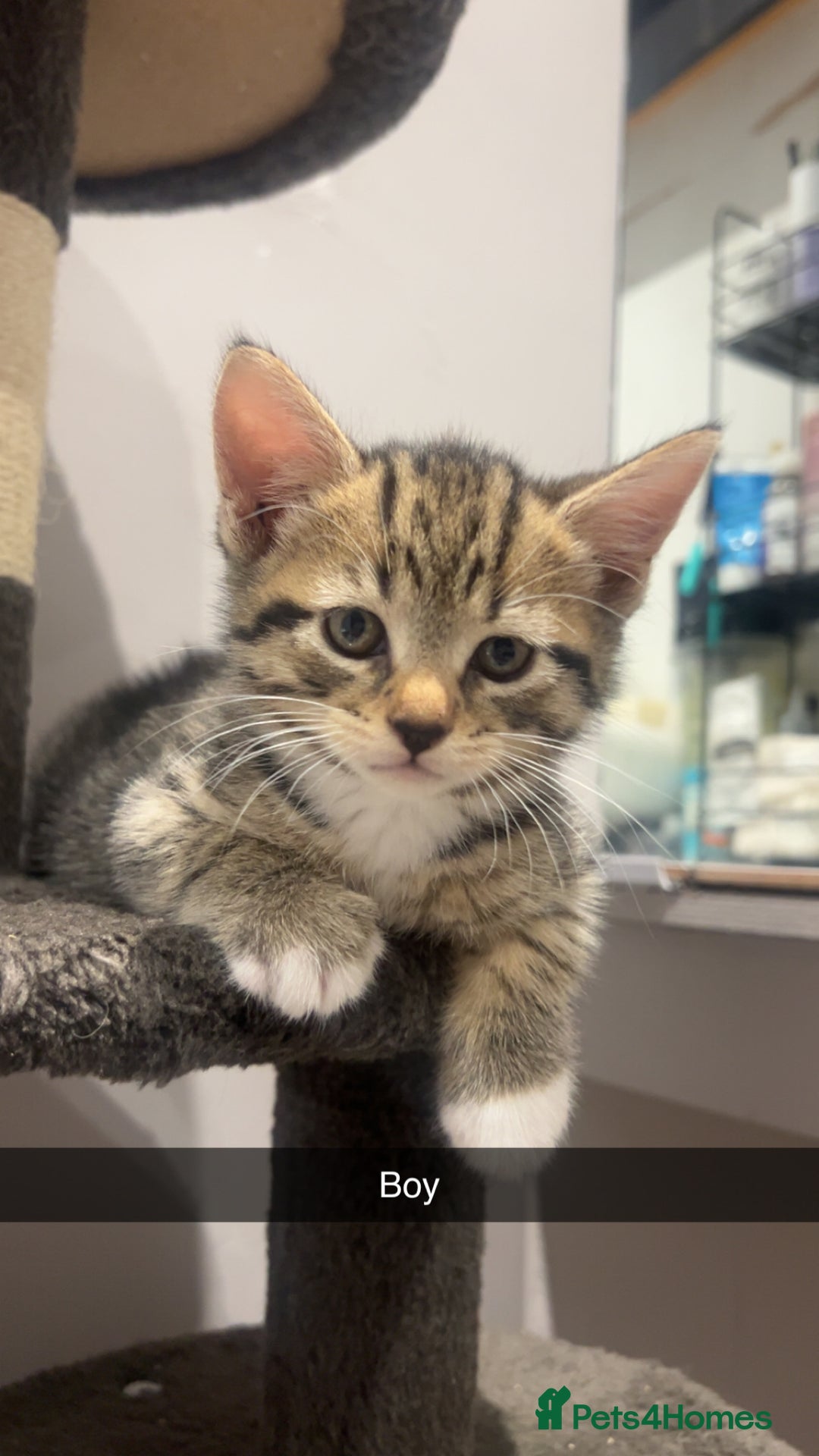 Mixed Breed cats for sale: 3 kittens urgently looking for new home  - Image 12