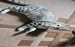 Domestic Shorthair cats for sale: 4 kittens for sale - Image 5