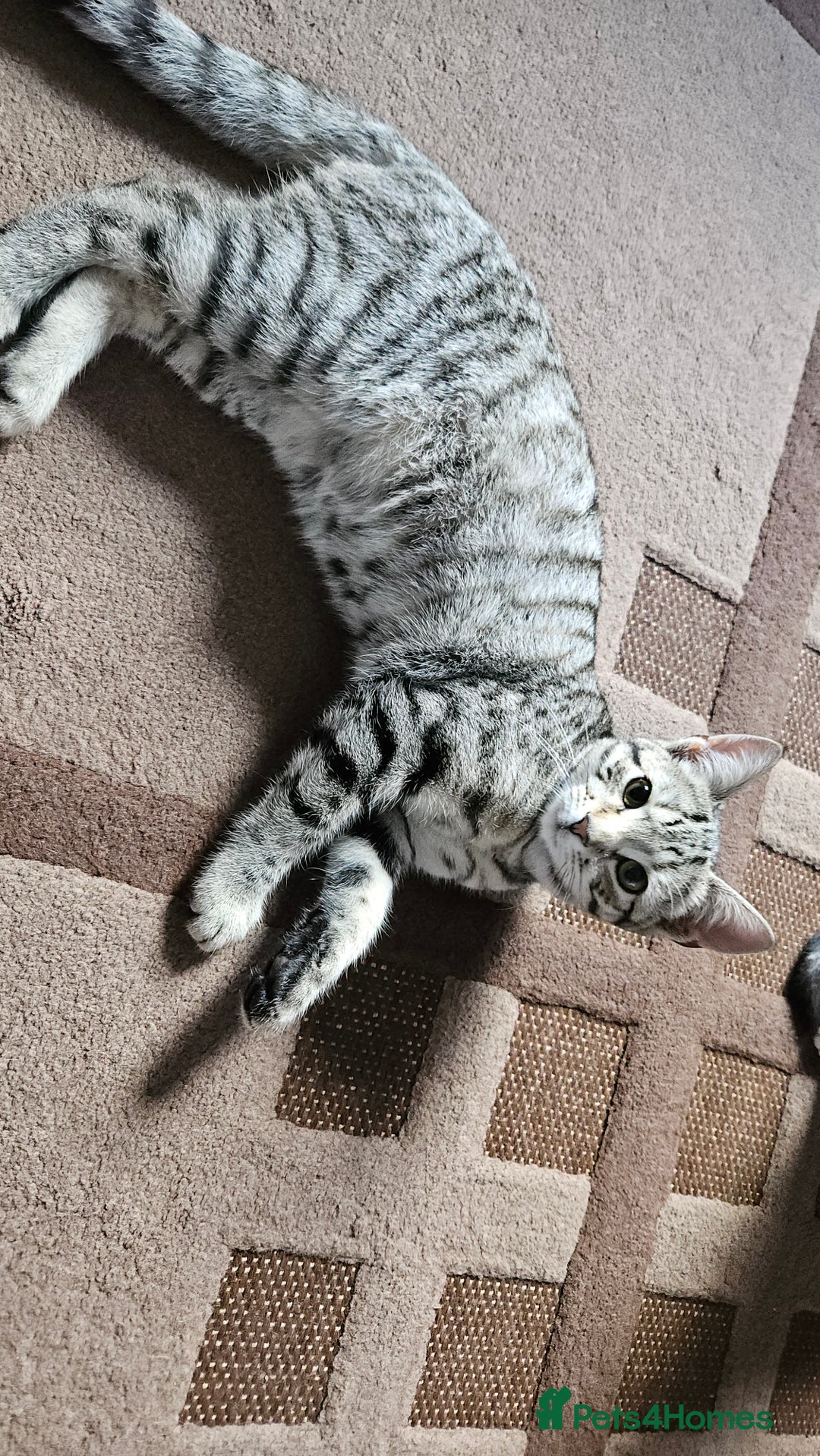 Domestic Shorthair cats for sale: 4 kittens for sale - Image 5