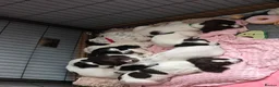 English Springer Spaniel dogs for sale: Health Tested Parents- KC Registered ESS - Advert 2
