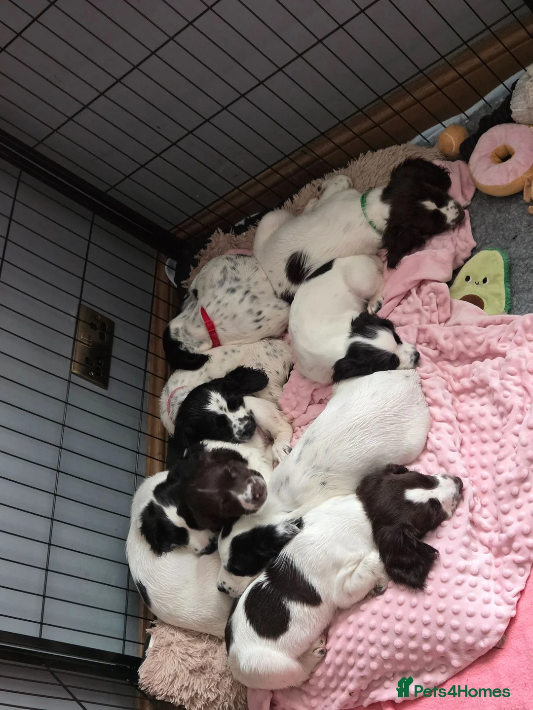 English Springer Spaniel dogs for sale: Health Tested Parents- KC Registered ESS - Advert 2