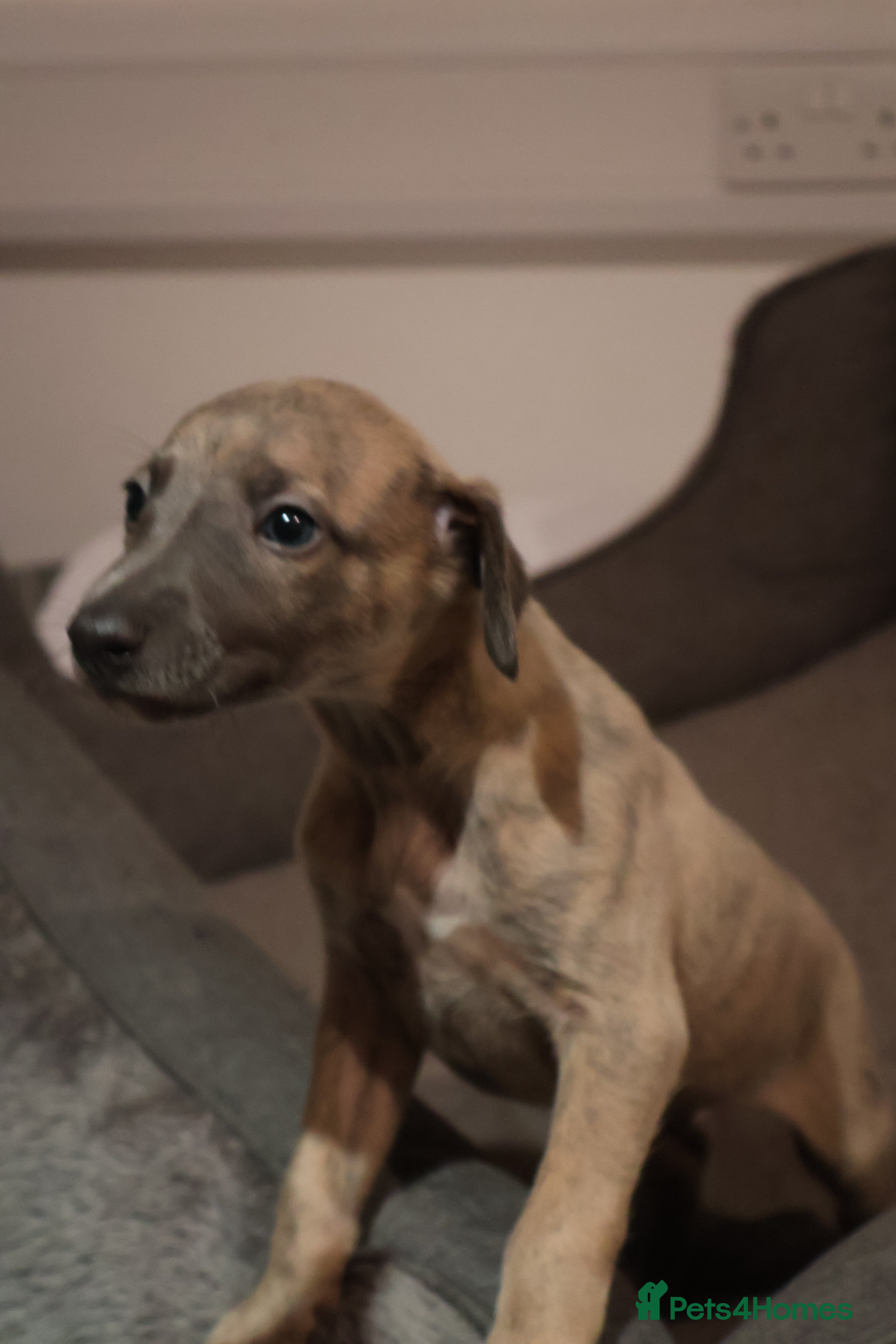 Whippet dogs KC registered Whippet Puppies from Champion Line - Advert 5