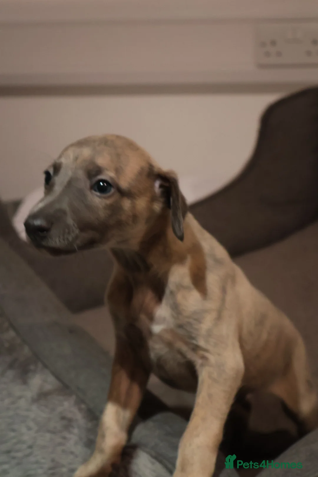 Whippet dogs for sale: KC registered Whippet Puppies from Champion Line - Advert 1