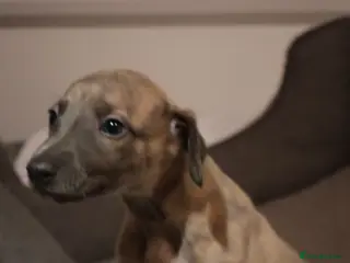 Whippet dogs KC registered Whippet Puppies from Champion Line - Advert 5