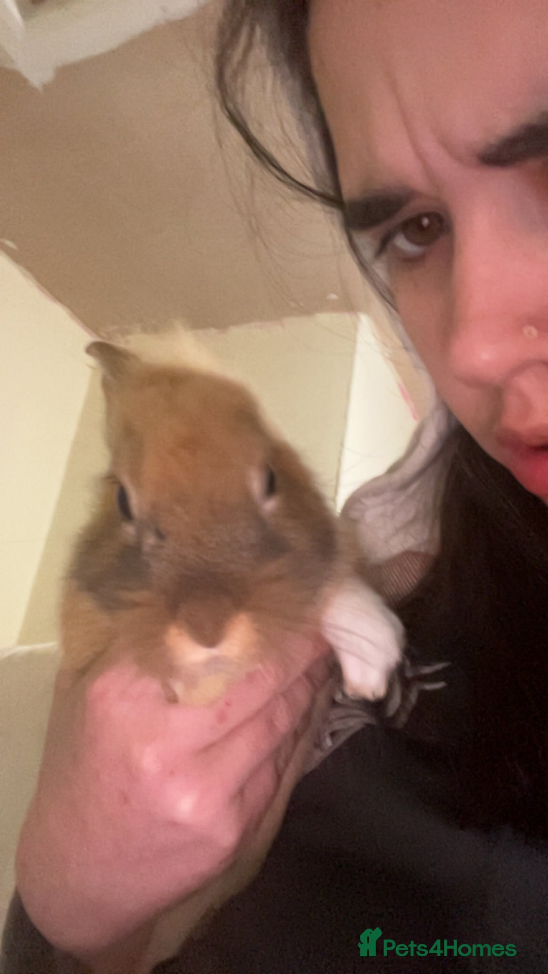 Mixed Breed rabbits for sale: Rabbit boys for sale  - Image 2