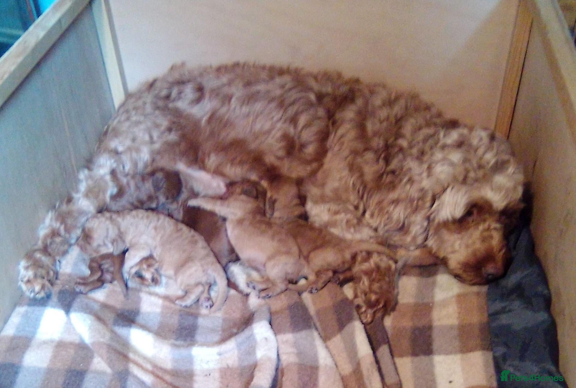 Cockapoo dogs Gorgeous Cockapoos  - Advert 1