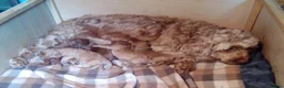 Cockapoo dogs for sale: Gorgeous Cockapoos  - Advert 1