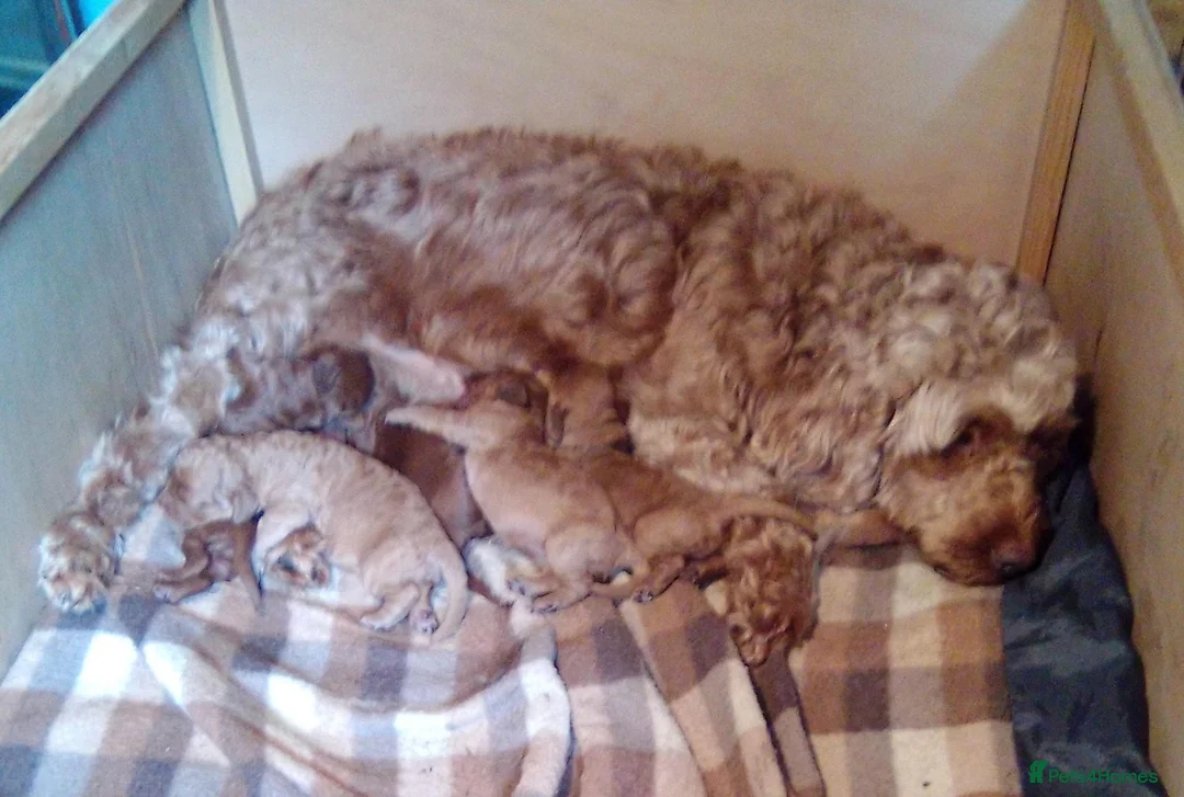 Cockapoo dogs for sale: Gorgeous Cockapoos  - Advert 1