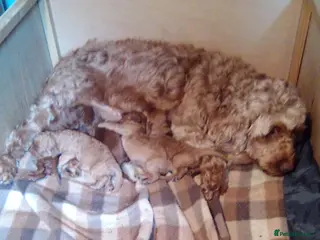 Cockapoo dogs Gorgeous Cockapoos - Advert 1