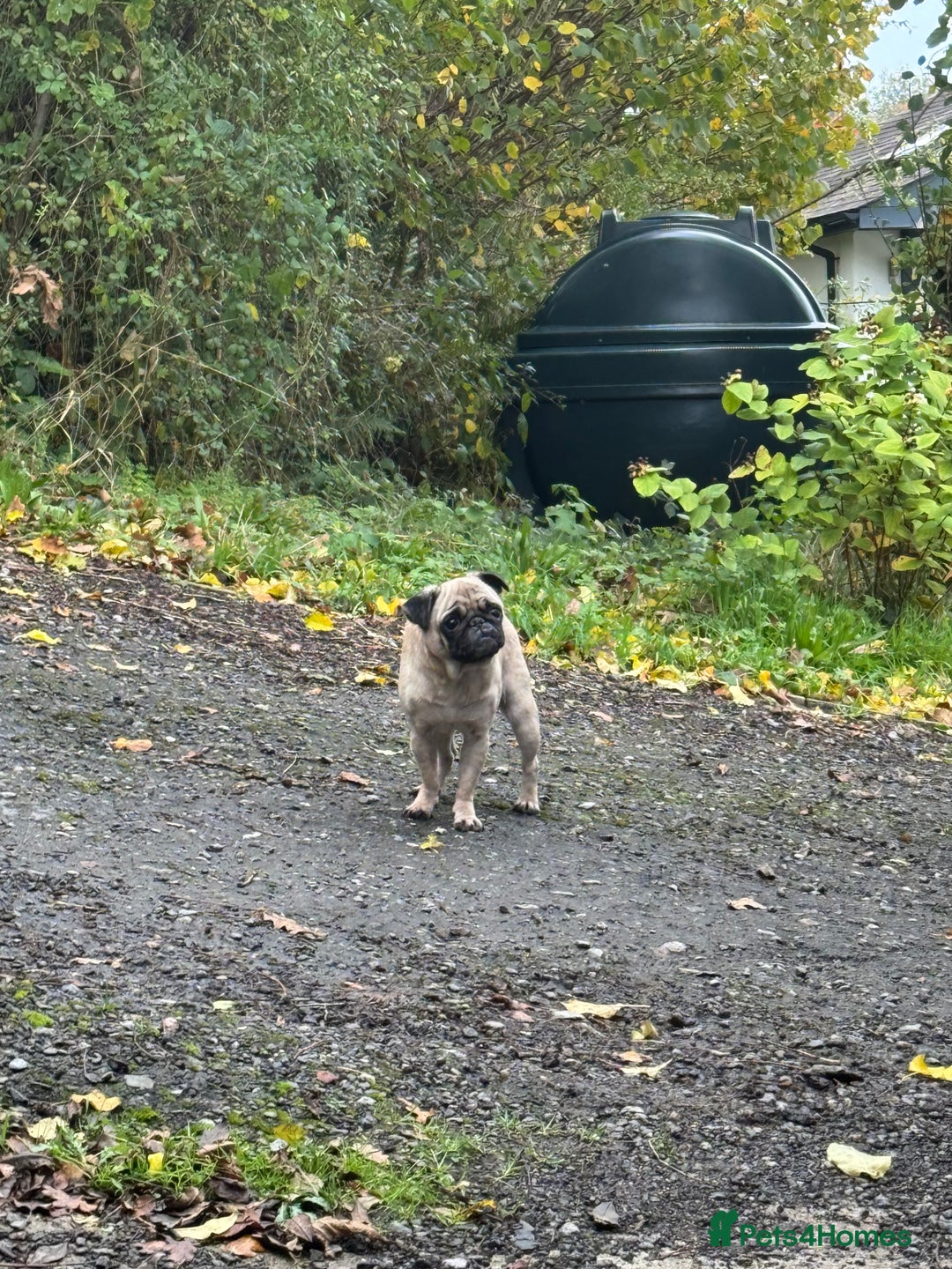 Pug dogs for sale: Frankie - Advert 6