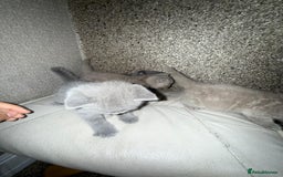 British Shorthair cats for sale: British Shorthair kitten  - Image 26