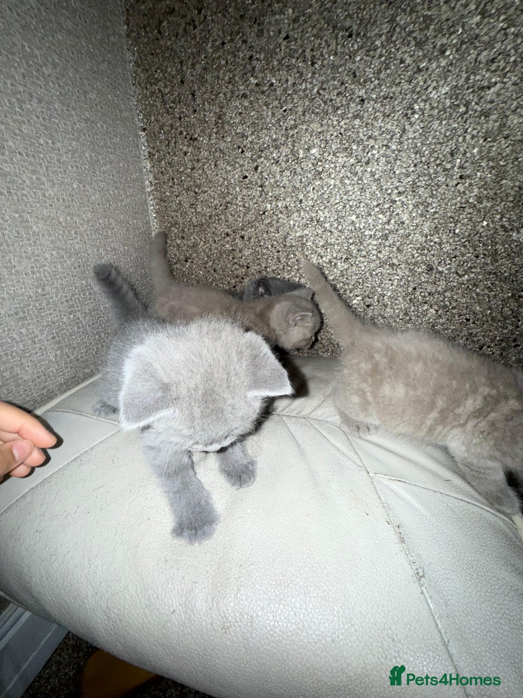 British Shorthair cats for sale: British Shorthair kitten  - Image 26