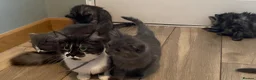 Mixed Breed cats for sale: Long haired ghost grey kittens  - Advert 4