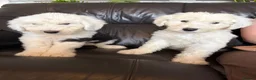 Old English Sheepdog dogs for sale: Kc Registered Old English Sheepdogs  - Advert 14