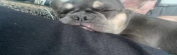 French Bulldog dogs for sale: 6 month french bulldog female  in Torpoint - Advert 3