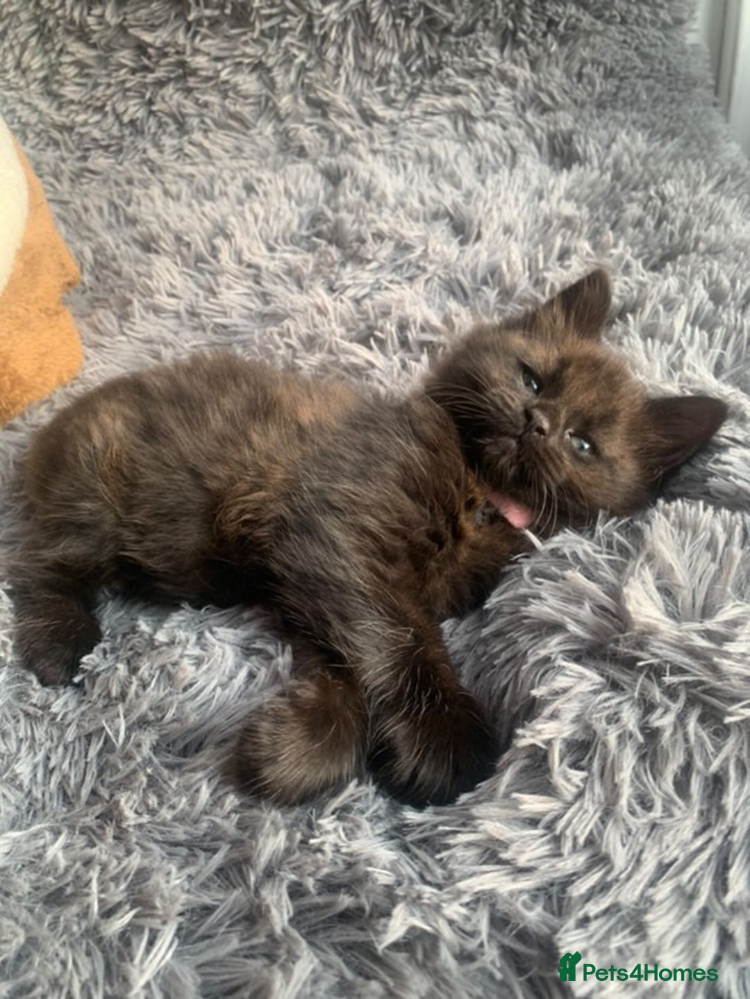 Norwegian Forest Cat cats for sale: GORGEOUS KITTENS READY FOR NEW HOMES SUNDAY in Birmingham - Image 5