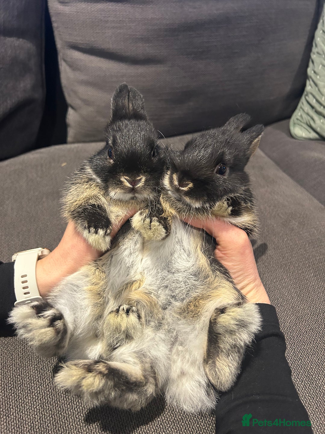 Netherland Dwarf rabbits for sale: Brother & sister bunnies to be homed together  - Advert 4