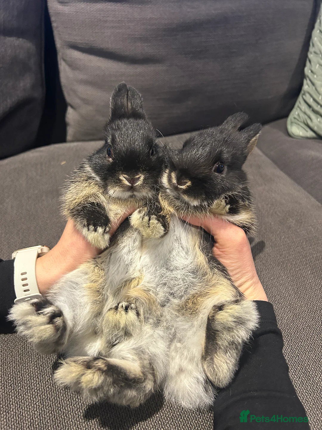 Netherland Dwarf rabbits for sale: Brother & sister Purebred bunnies: homed together  - Advert 7