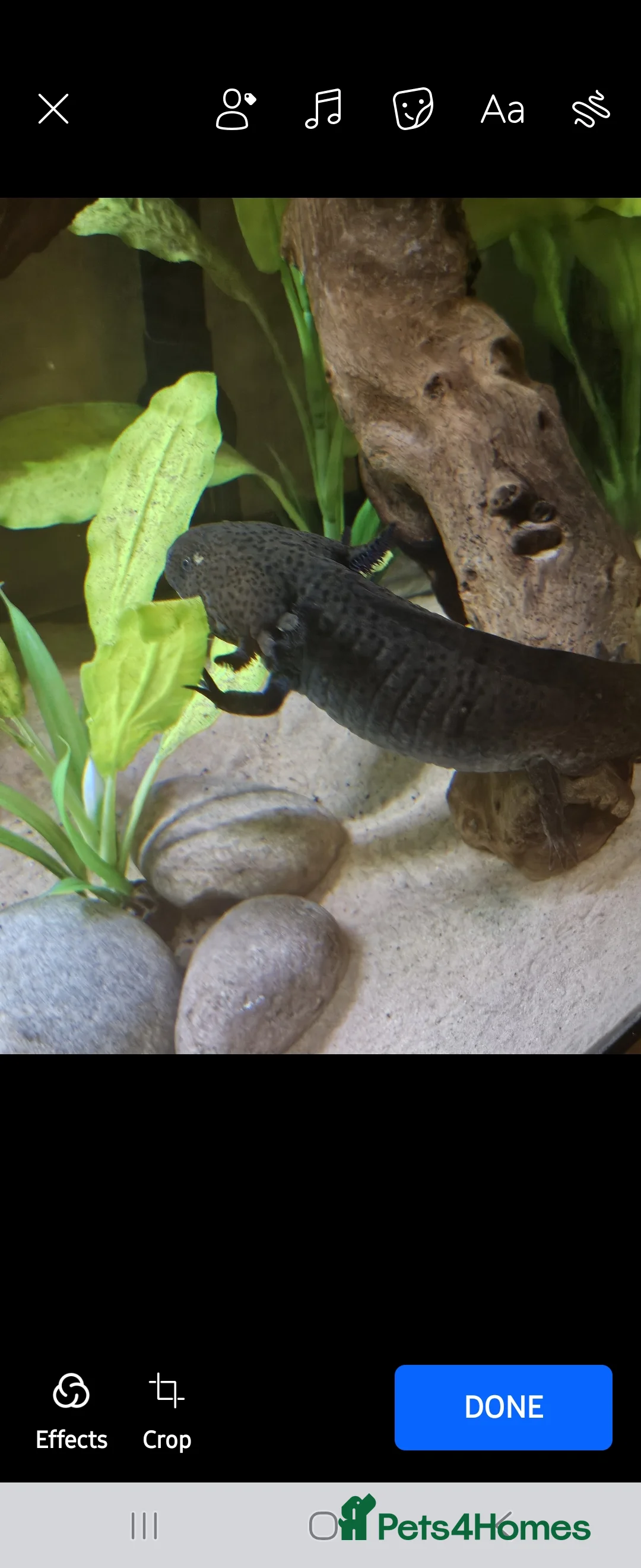 Axolotl reptiles for sale: 4 Axolotls needing new waters - Advert 4