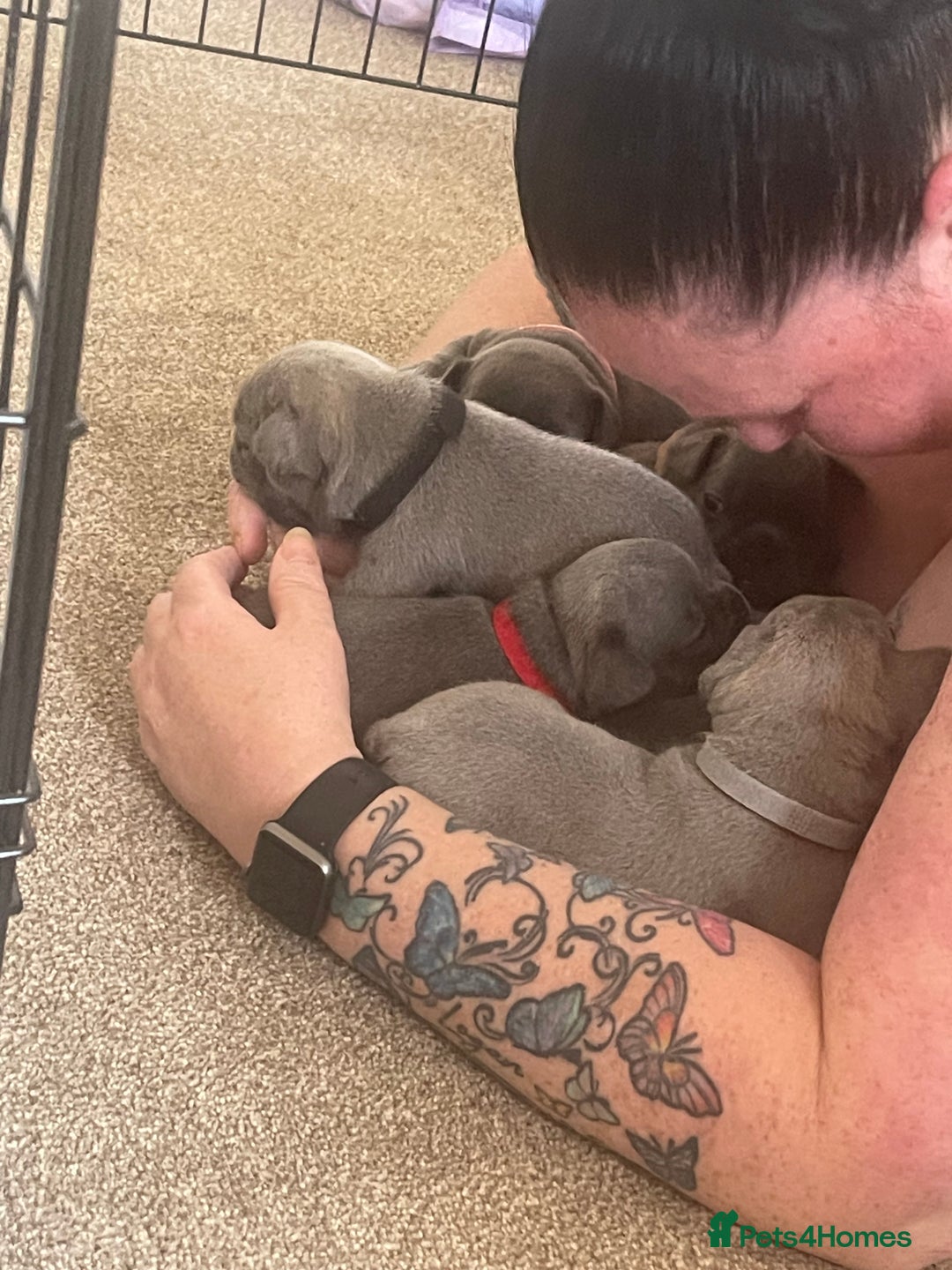 French Bulldog dogs for sale: French bulldog  - Image 1