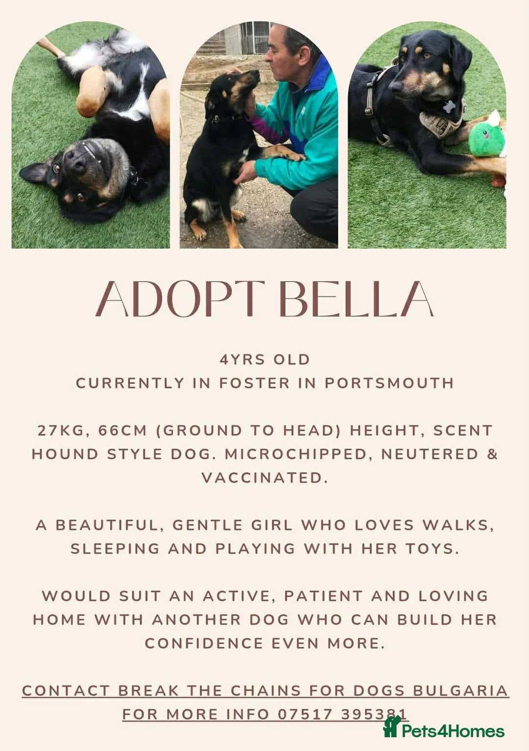 Mixed Breed dogs for adoption: Bella, 2 yrs old. Reserved STC. - Advert 2