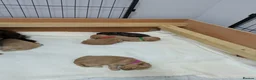 Cockapoo dogs for sale: GORGEOUS F1 COCKAPOOS  - Advert 19