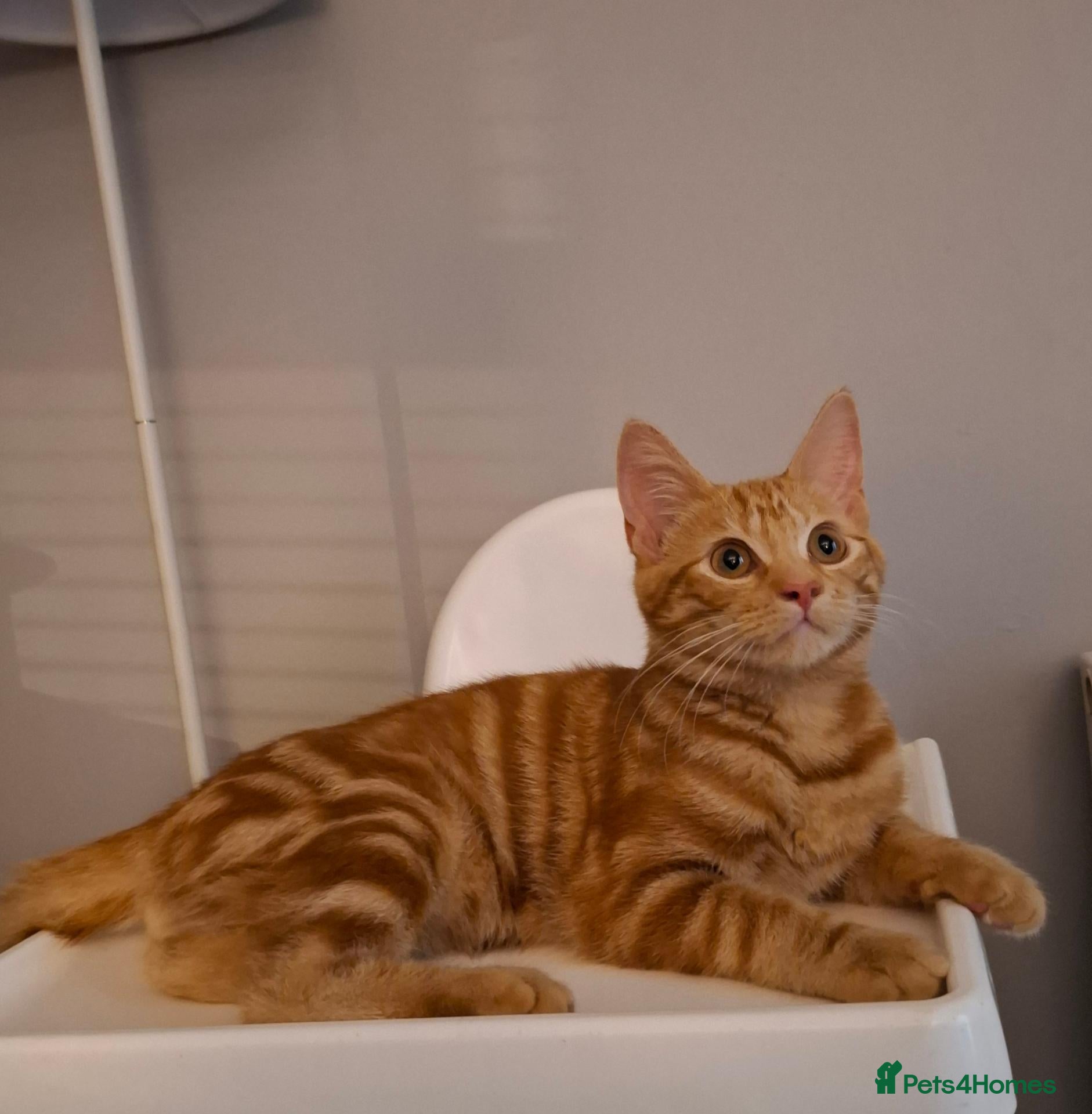 Domestic Shorthair cats Male kitten (5 months old)  - Advert 1