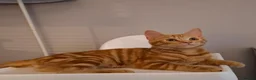 Domestic Shorthair cats for sale: Male kitten (5 months old)  - Advert 1