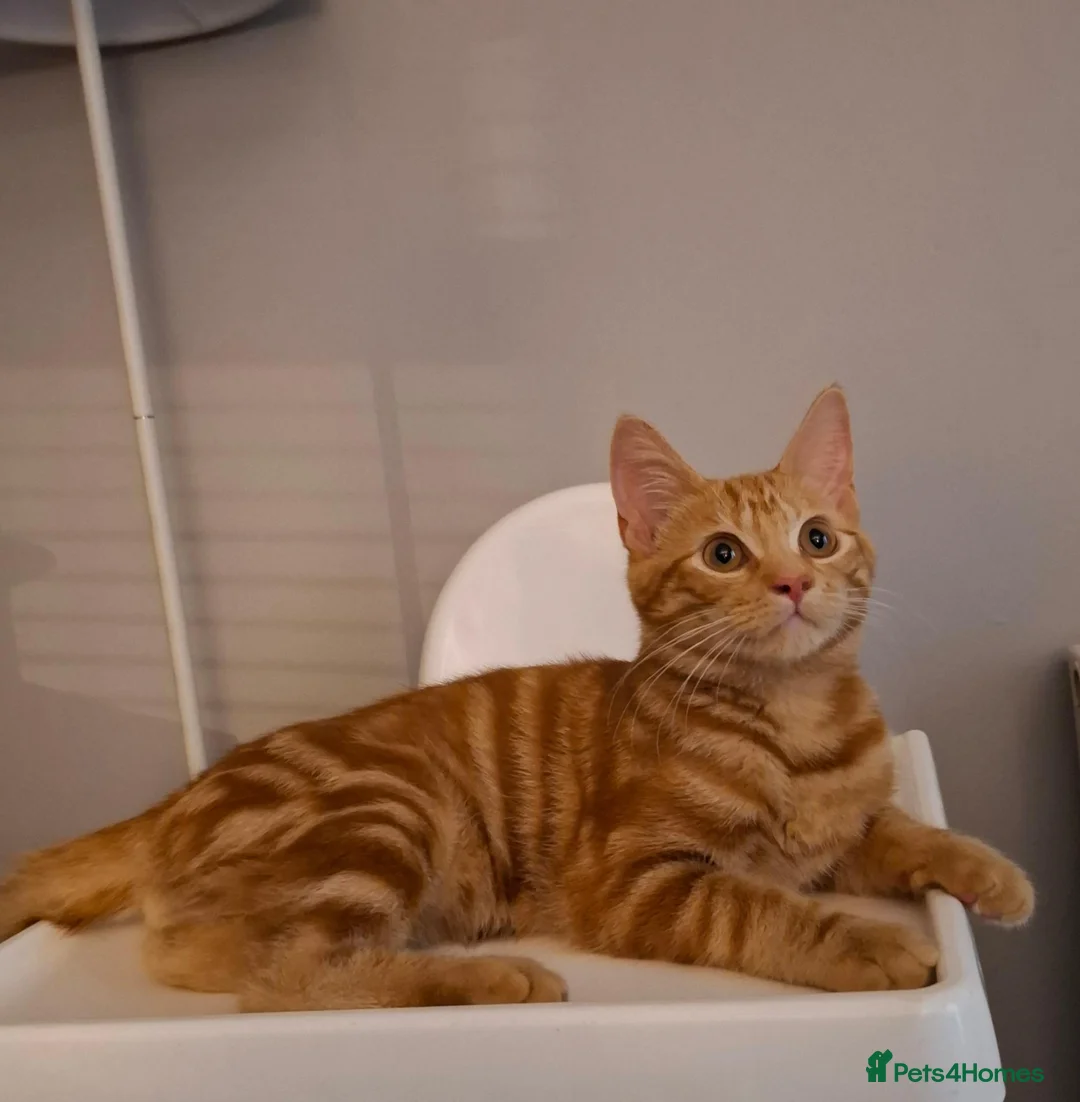 Domestic Shorthair cats for sale: Male kitten (5 months old)  - Advert 1