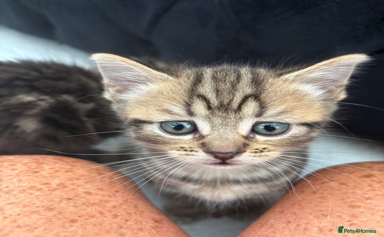Brazilian Shorthair cats - Advert 1