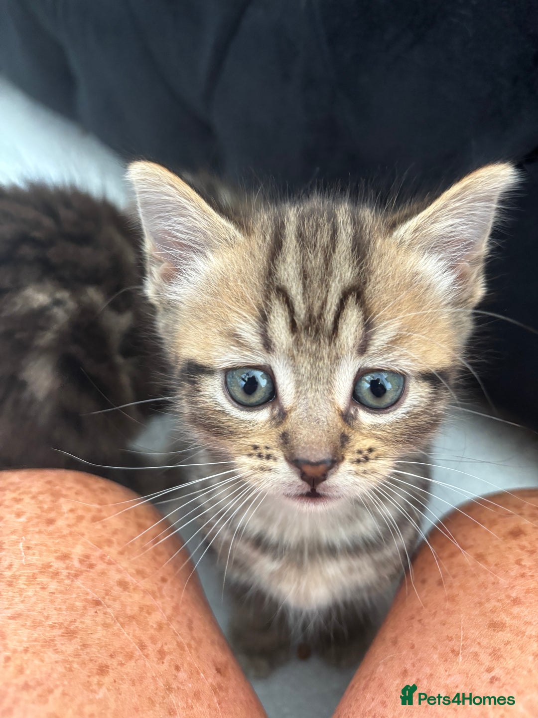 Brazilian Shorthair cats for sale: Kittens Breed From Brazilian Short Haired Mum  - Image 1