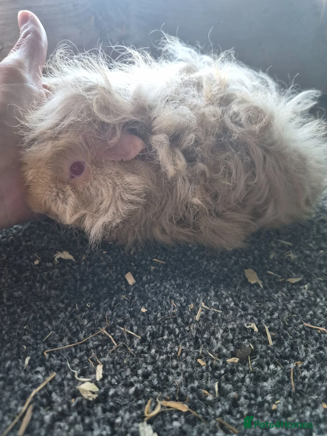 Guinea Pig rodents for sale: Lunkarya/texel guinea pigs boar in St. Neots - Advert 2