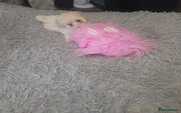 Poochon dogs for sale: Beautiful Poochon Puppies - Image 4