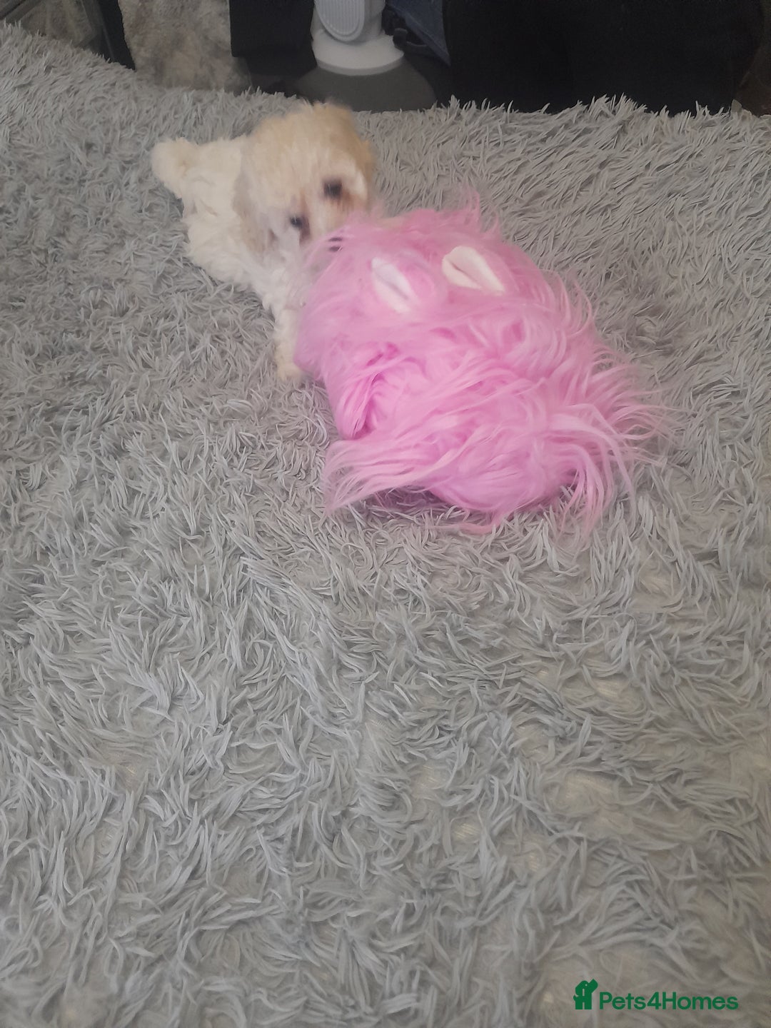 Poochon dogs for sale: Beautiful Poochon Puppies - Image 4