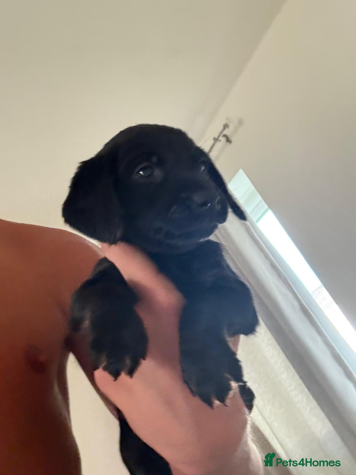 Mixed Breed dogs Puppy’s for sale  - Advert 4