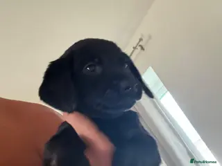 Mixed Breed dogs Puppy’s for sale - Advert 4