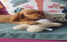 Cocker Spaniel dogs for sale: 🐶PRA FA HEALTH TESTED Show Cocker Spaniels Ready - Image 32