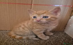 Mixed Breed cats for sale: Ginger Male ONE LEFT - Image 4
